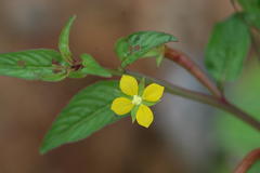 Ludwigia octovalvis subsp. sessiliflora